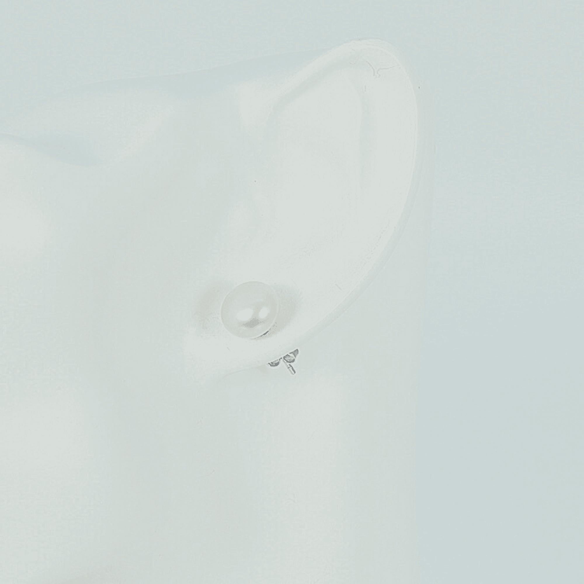 Freshwater Pearl Earrings in Sterling Silver